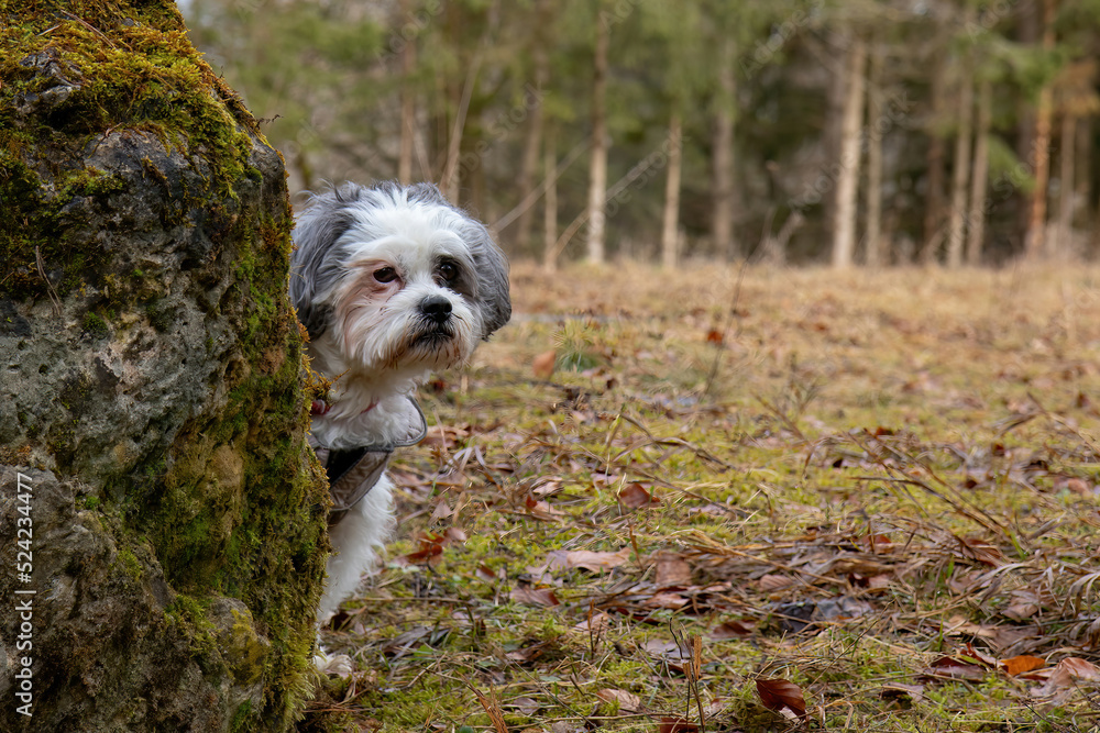 Fototapeta premium curious dog looks out from behind a rock