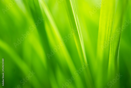 Blur image or abstract of green grass.