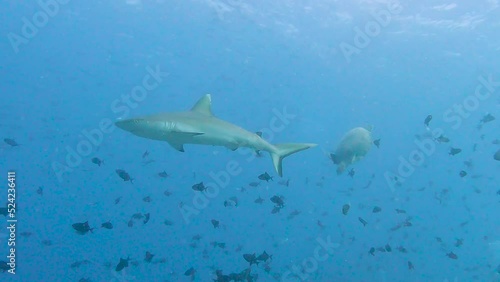 Wallpaper Mural Grey reef shark swimming underwater on tropical coral reef Torontodigital.ca