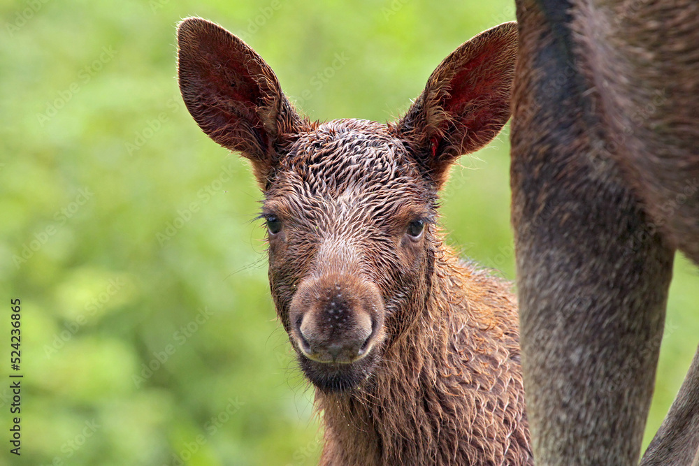 moose calf