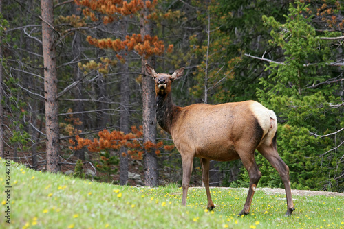 female elk