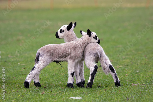 Billede på lærred kerry hill lamb