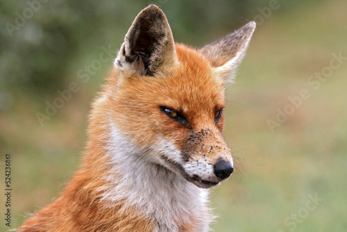 portret of a red fox