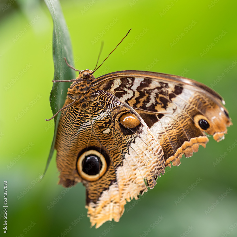 Fototapeta premium owl butterfly