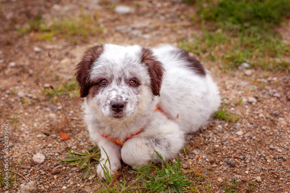 Puppy lying In the grass, close up portrait Puppy lying In the grass, close up portrait