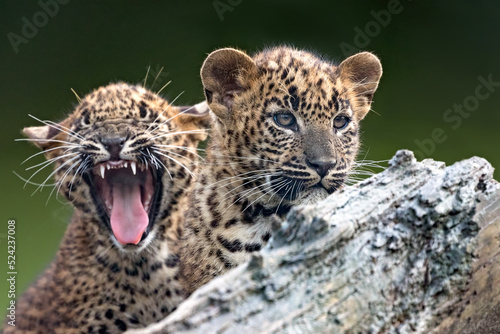 baby sri lankan leopard photo