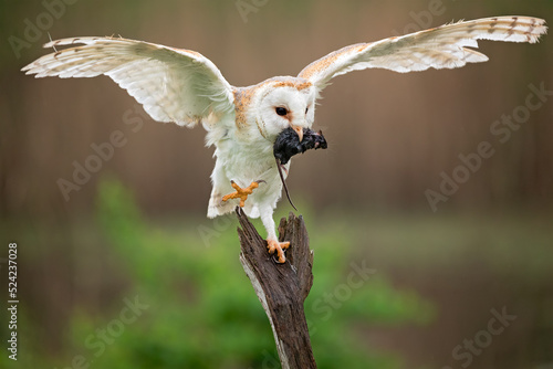barn owl with prey