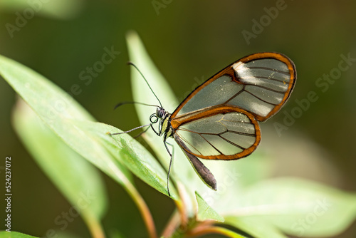 glasswing butterfly