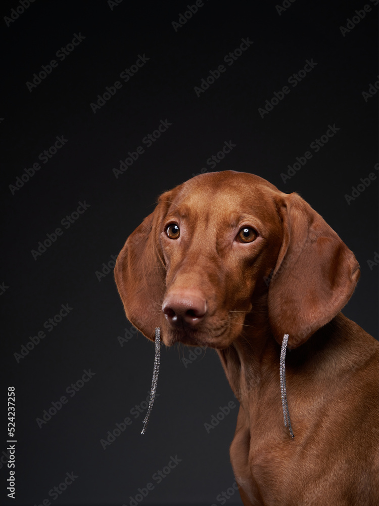 dog in earrings. Beautiful Hungarian Vizsla on a black background in the studio