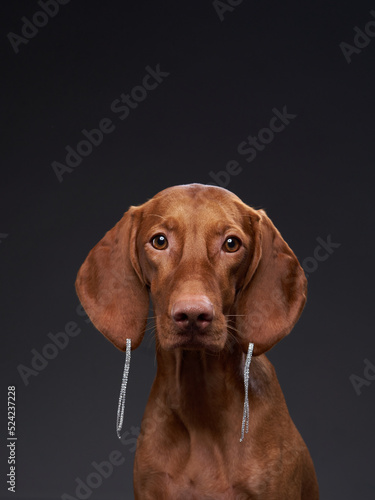 dog in earrings. Beautiful Hungarian Vizsla on a black background in the studio