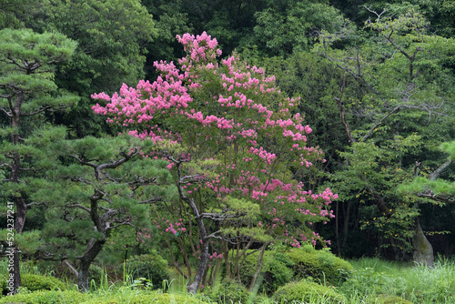 ピンク色の花が花盛りになったサルスベリがある庭園の風景 photo