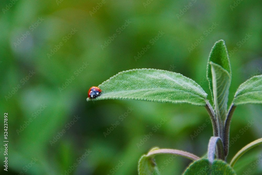 Marienkäfer auf einem Salbeiblatt