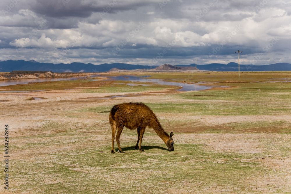 Fototapeta premium Lamas alpacas in the field of Bolivia. Wildlife of Altiplano, South America