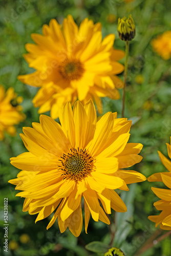 Bl  hende Stauden-Sonnenblumen  Helianthus decapetalus