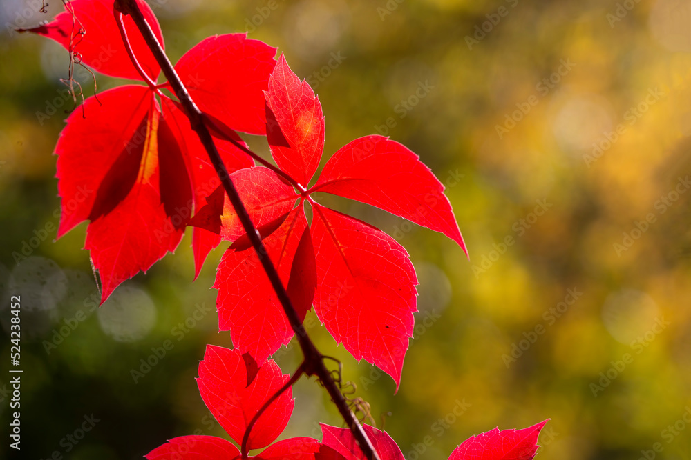 Autumn colors: leaves of Parthenocissus tricuspidata Autumn colors: leaves of Parthenocissus tricuspidata