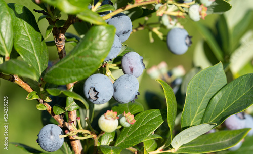 Blueberries on the plant. Ripening fruit before harvest. Blueberries in a close-up.