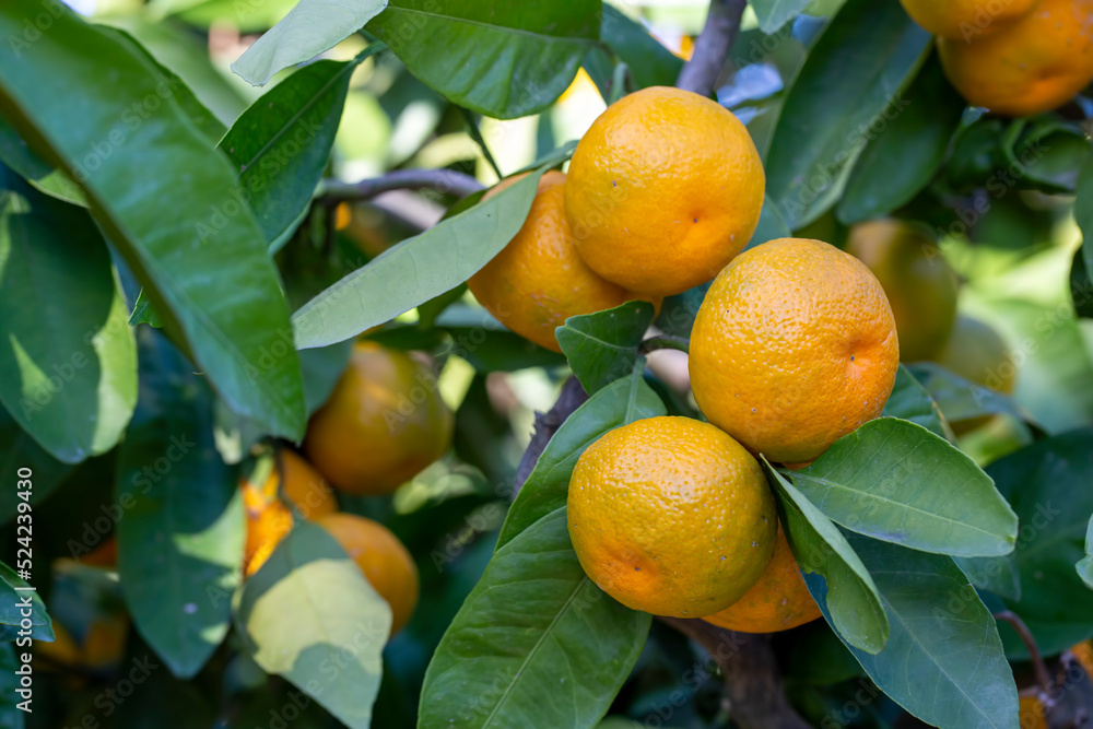 Close up of tangerine trees in the garden, selective focus Close up of tangerine trees in the garden, selective focus