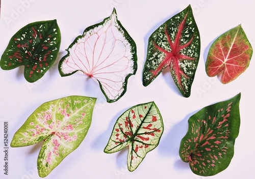 set of colourful caladium leaves photo