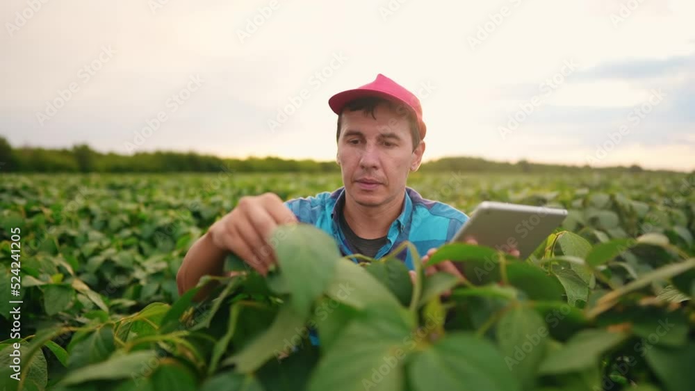 agriculture soybean. farmer a working on soybean plantation with digital tablet. business agriculture concept. worker in soybean field. soy plant. farmer lifestyle inspecting soybean crop agriculture soybean. farmer a working on soybean plantation with digital tablet. business agriculture concept. worker in soybean field. soy plant. farmer lifestyle inspecting soybean crop