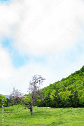 Vertical shot of a bloomed tree with a background of a forested hill photo