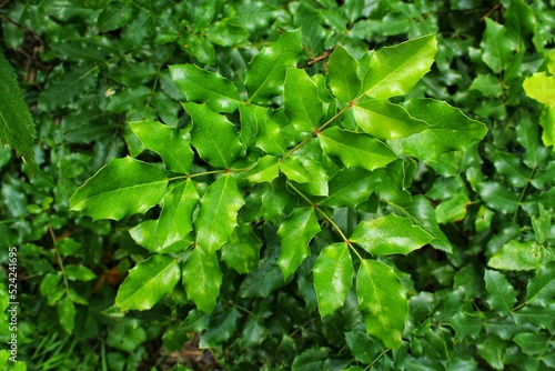 Green leaves of mahonia aquifolium berberidaceae plant. Berberis pursh shrub in botanical garden at summer. Oregon grape bush in public city park. Nature, environment conversation concept. Close up photo