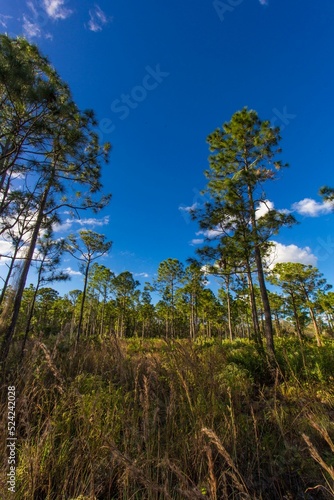 Vertical shot of the Oxbow eco-center trees against blue sky in Fort Pierce, Florida photo