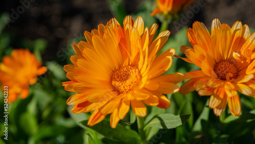 Three blooming calendula flowers on a sunny day  close-up.