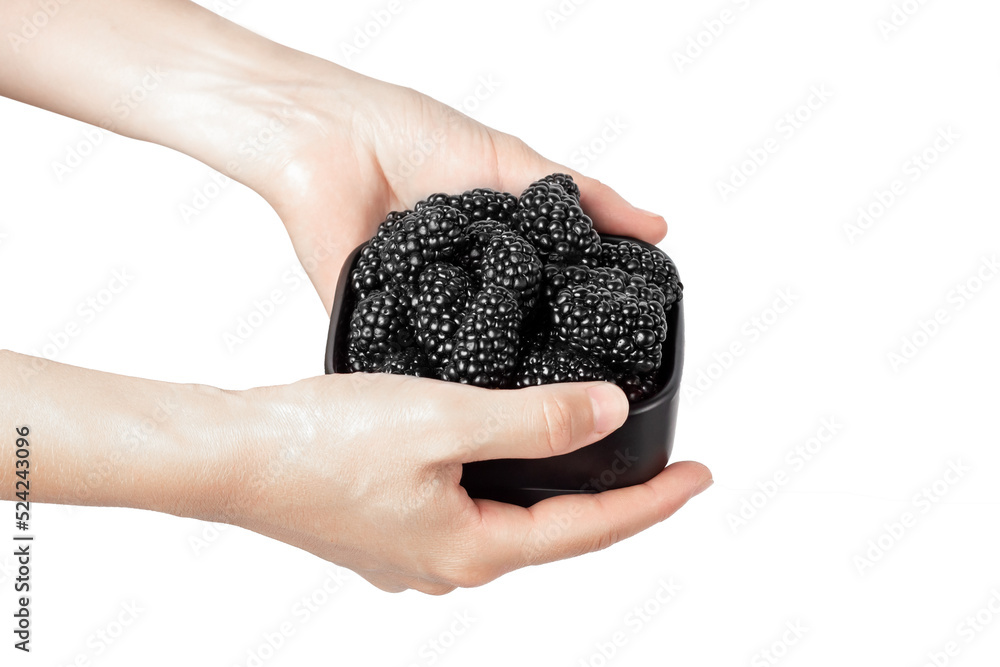 Blackberry in hands isolated on white background. Blackberries on a white background. Blackberry in hands isolated on white background. Blackberries on a white background.