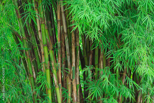 Fresh green bamboo tree and green bamboo leaves in forest Tropical rainforest