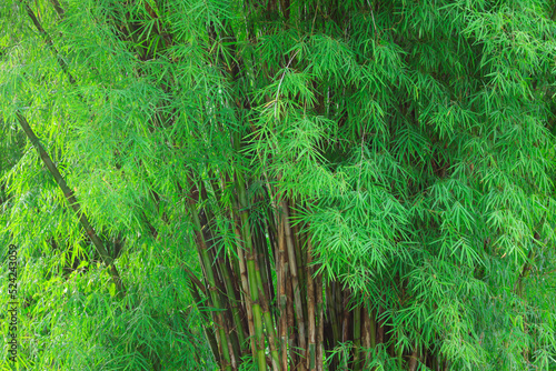 Fresh green bamboo tree and green bamboo leaves in forest,Tropical rainforest