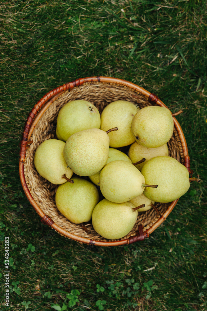 A basket with green pears on the grass. A basket with green pears on the grass.