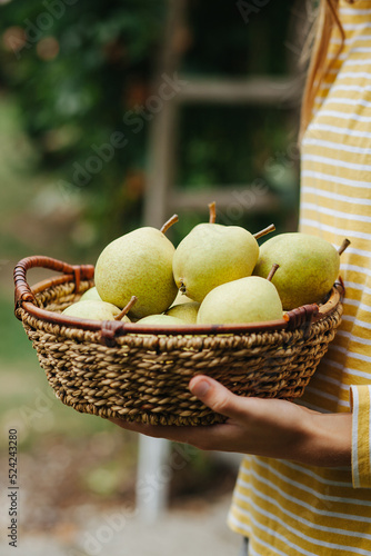 The girl holds a basket with green pears in her hands.