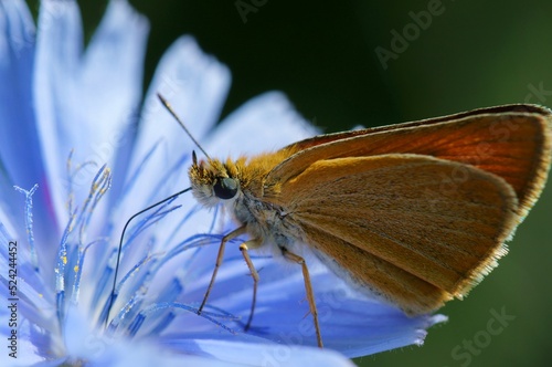 A small butterfly collects nectar from chicory. Beautiful insects and wildflowers.