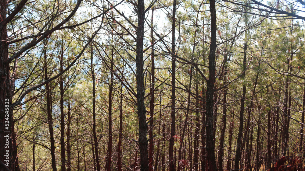 trees in the woods trees in the woods