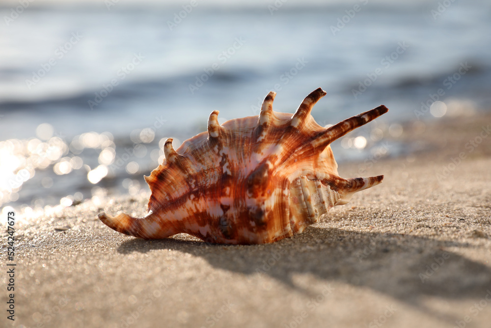 Beautiful exotic sea shell on sandy beach Beautiful exotic sea shell on sandy beach