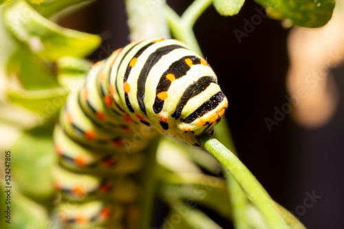 Close-up head Exotic colorful butterfly caterpillar, Old World swallowtail, Papilio machaon photo