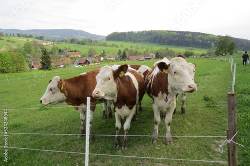 cows in the field © Zbynk