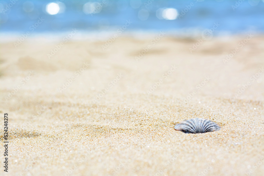 Beautiful shell on sandy beach, closeup. Space for text Beautiful shell on sandy beach, closeup. Space for text