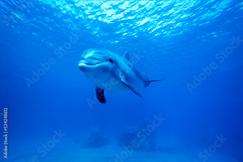 Bottlenose dolphin, Tursiops truncatus, Dolphin Reef, Eilat, Israel.     Scanned dia positive image    © uwimages