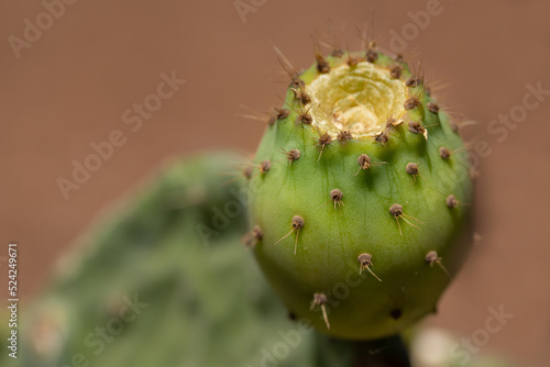 Close up of a prickly pear cactus with a prickly pear growing on it. The background is brown. © leopictures