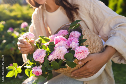 Woman holding wicker basket with beautiful tea roses in garden, closeup