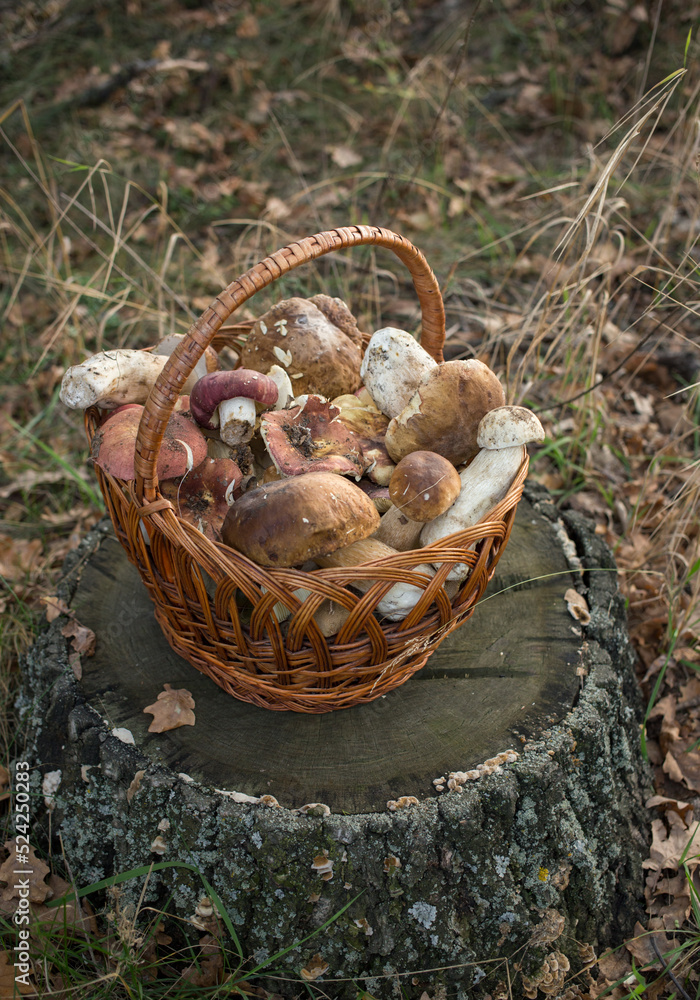 wicker straw basket filled with edible mushrooms stands on a stump in the forest. hobby to collect mushrooms. selective focus. autumn seasonal harvest wicker straw basket filled with edible mushrooms stands on a stump in the forest. hobby to collect mushrooms. selective focus. autumn seasonal harvest