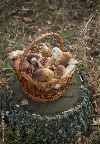 wicker straw basket filled with edible mushrooms stands on a stump in the forest. hobby to collect mushrooms. selective focus. autumn seasonal harvest