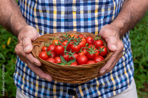 Close-up of a farmer holding freshly harvested homegrown organic cherry tomatoes in a basket.