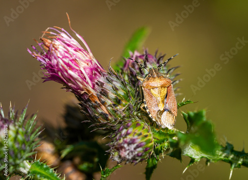 A parent bug sits on a thistle. Insect close-up. Elasmucha grisea.
 photo