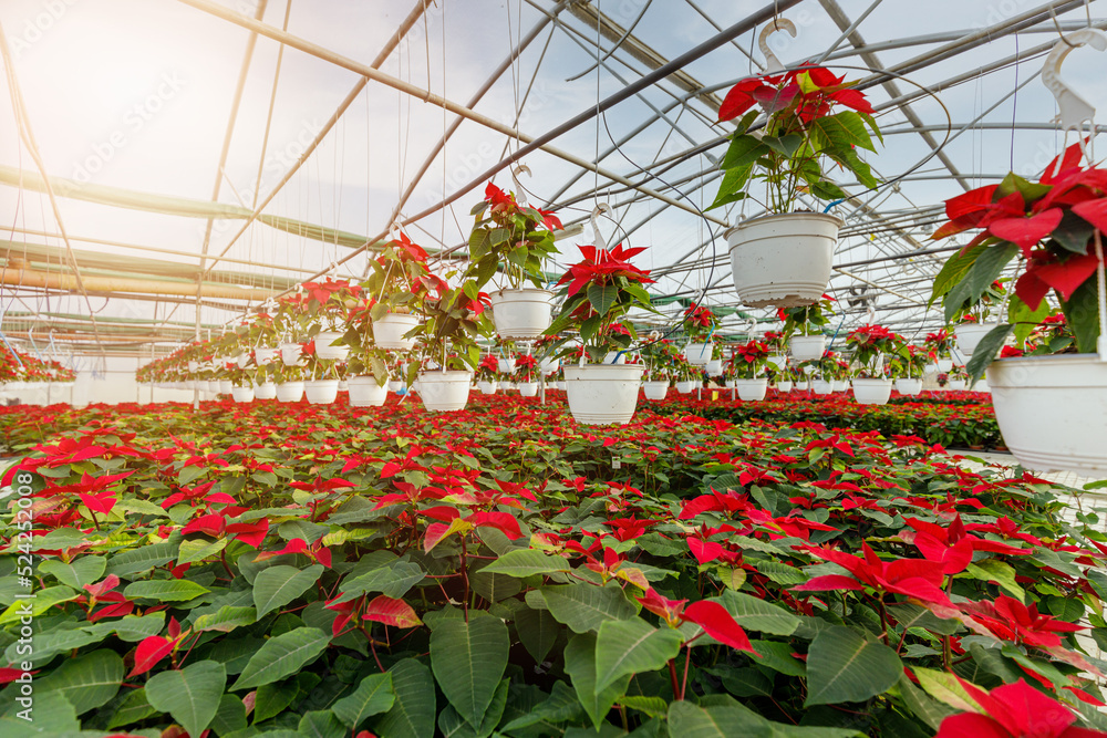 Poinsettia Cristmas flower. Greenhouse filled with Red holiday flowers plant in pots standing in rows and hanging.