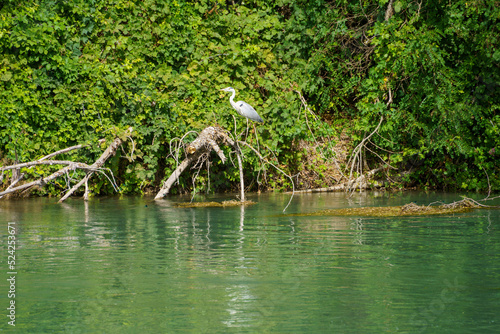 Heron on the Mincio river