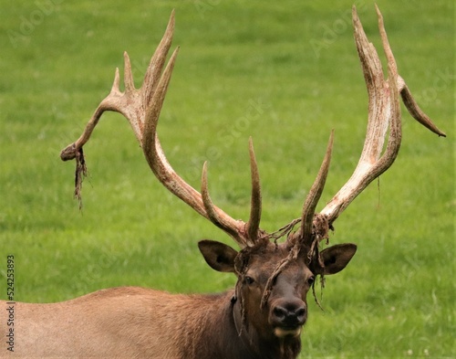 Male Bull Elk at Benezette PA