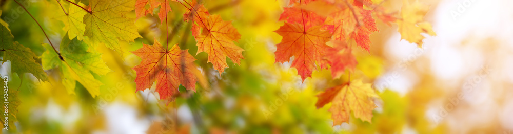 Colourful marple leaves on the branches in the autumnal park. Colourful marple leaves on the branches in the autumnal park.
