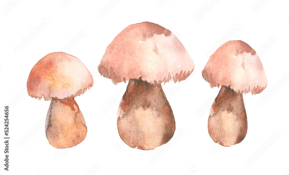 Three Boletus Edulis mushroom with brown hat (cep, porcini, king bolete, penny bun). Edible wild mushroom. Watercolor hand drawn painting illustration isolated on a white background. Three Boletus Edulis mushroom with brown hat (cep, porcini, king bolete, penny bun). Edible wild mushroom. Watercolor hand drawn painting illustration isolated on a white background.